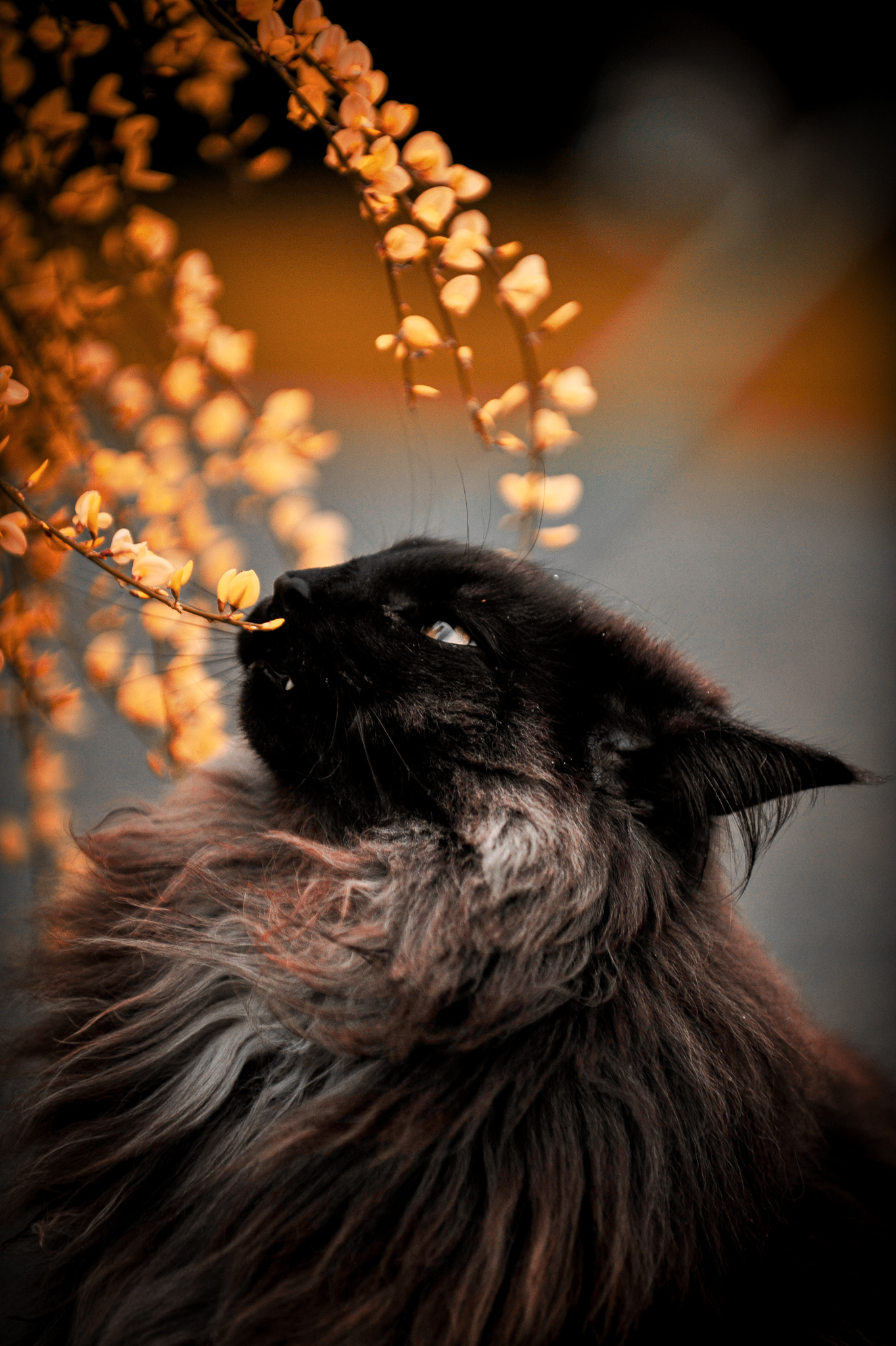 Impressionen Katzen