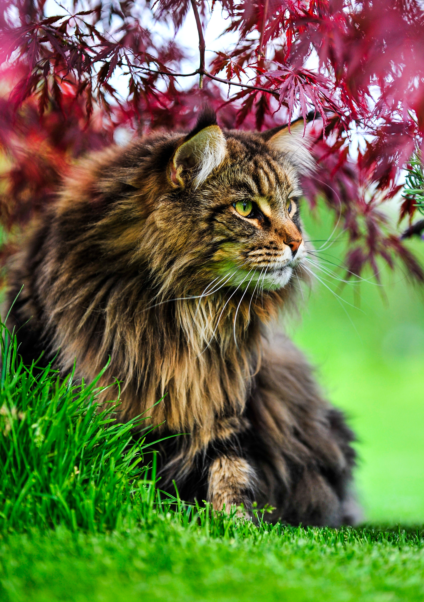 Impressionen Katzen