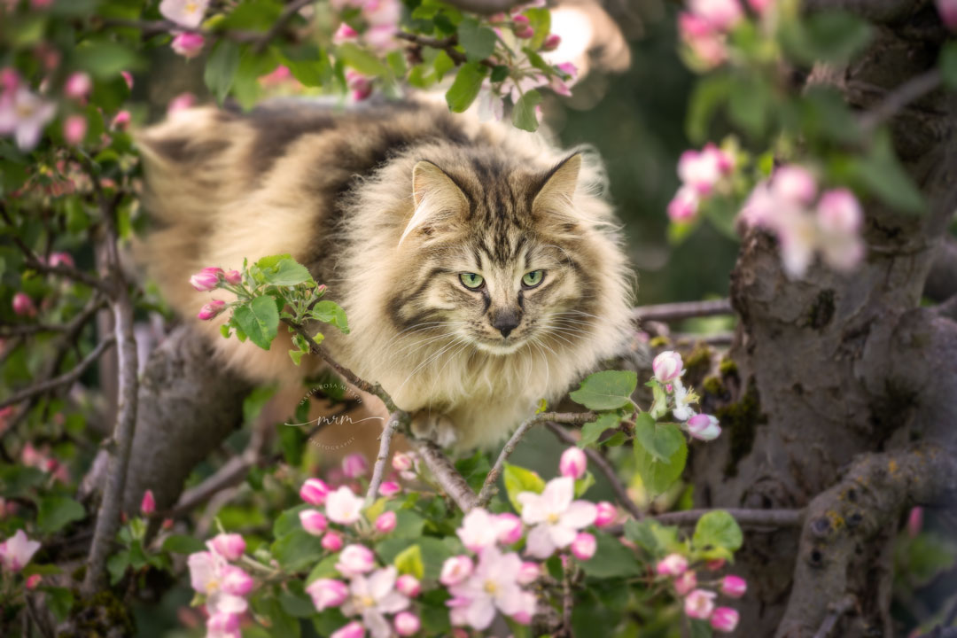 Impressionen Katzen