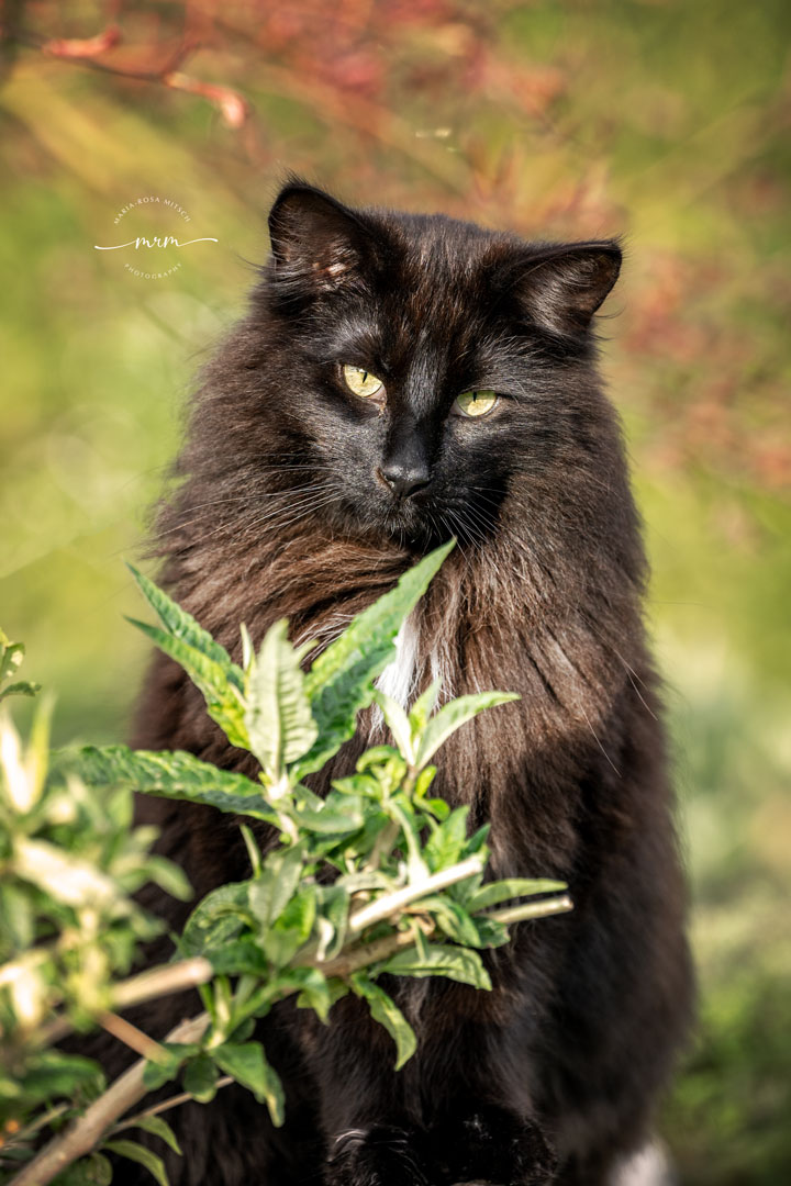 Impressionen Katzen