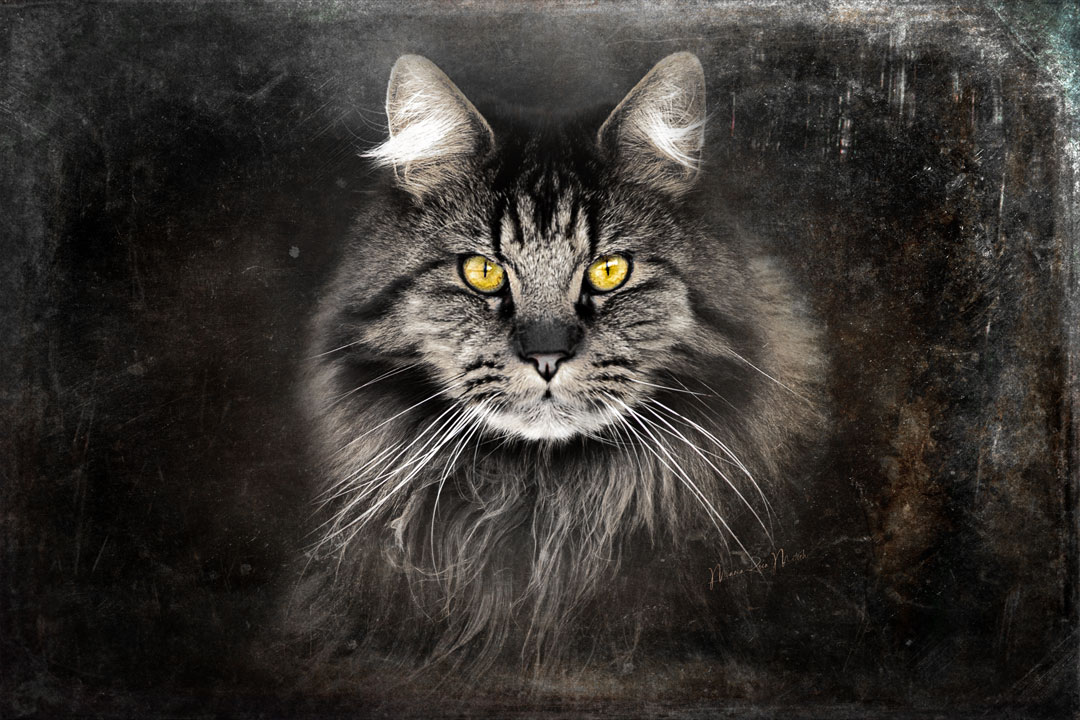 Impressionen Katzen