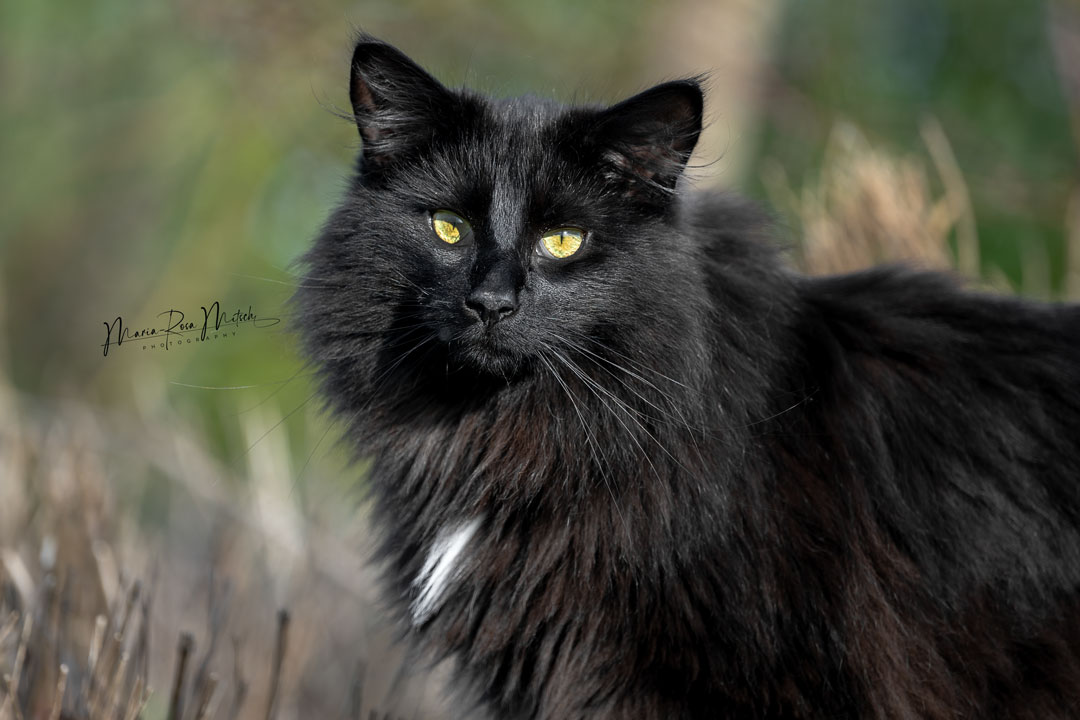 Impressionen Katzen