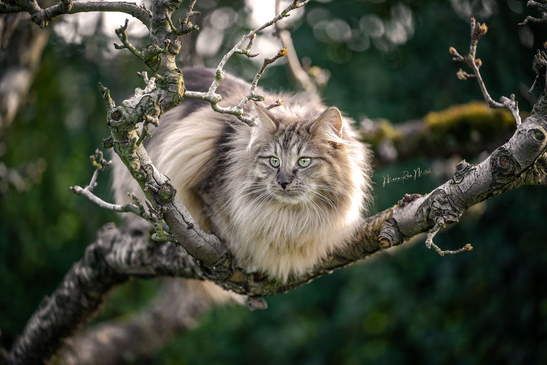 Impressionen Katzen