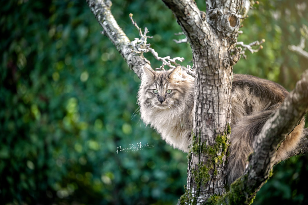 Impressionen Katzen