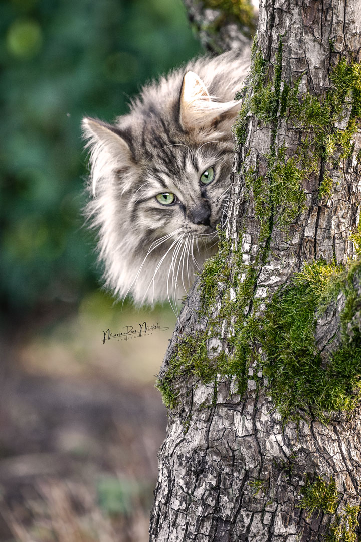 Impressionen Katzen