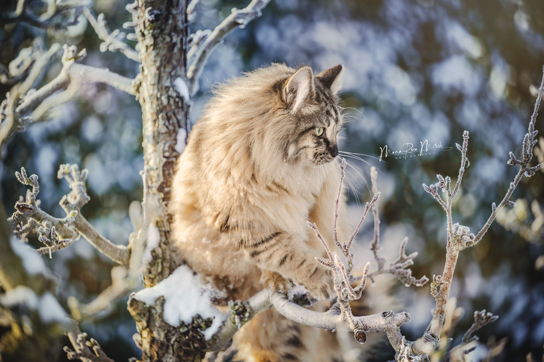Impressionen Katzen