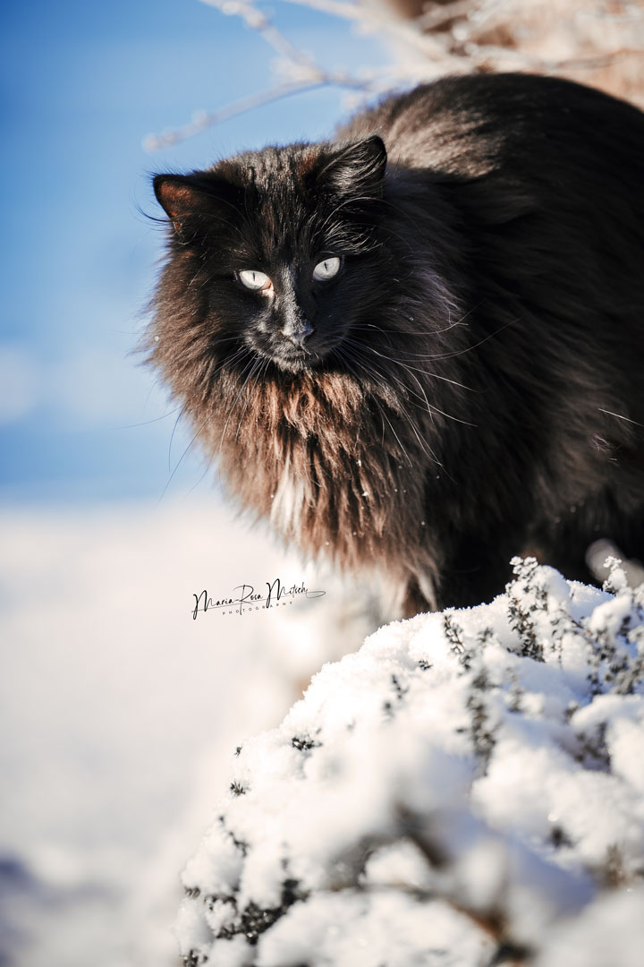 Impressionen Katzen