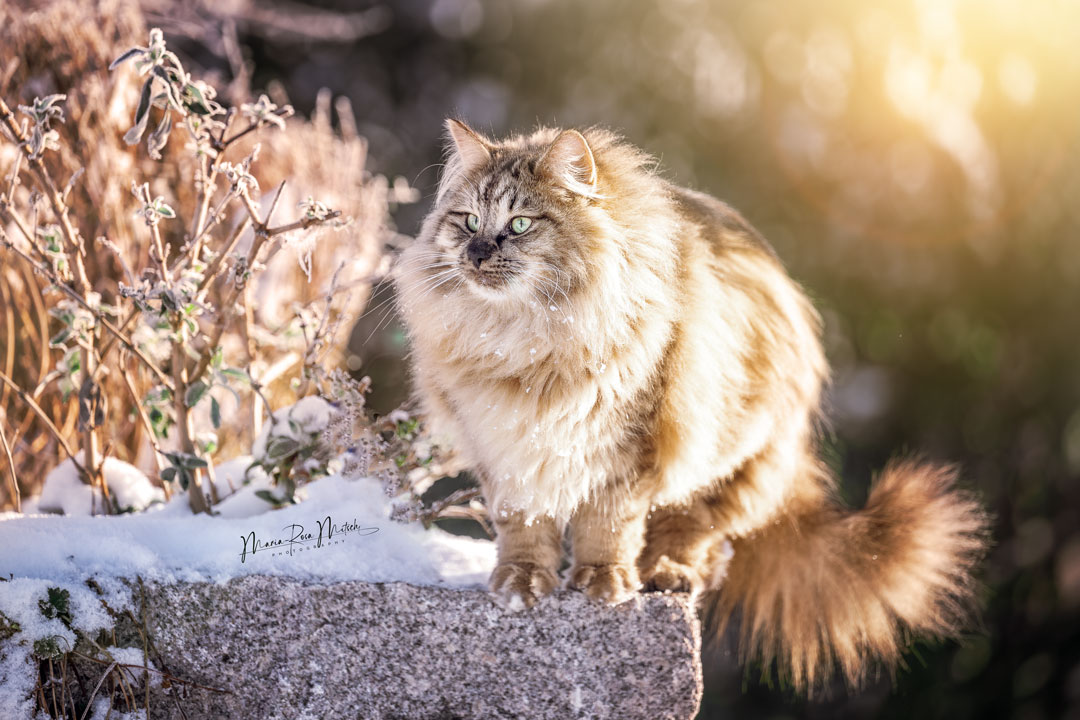 Impressionen Katzen