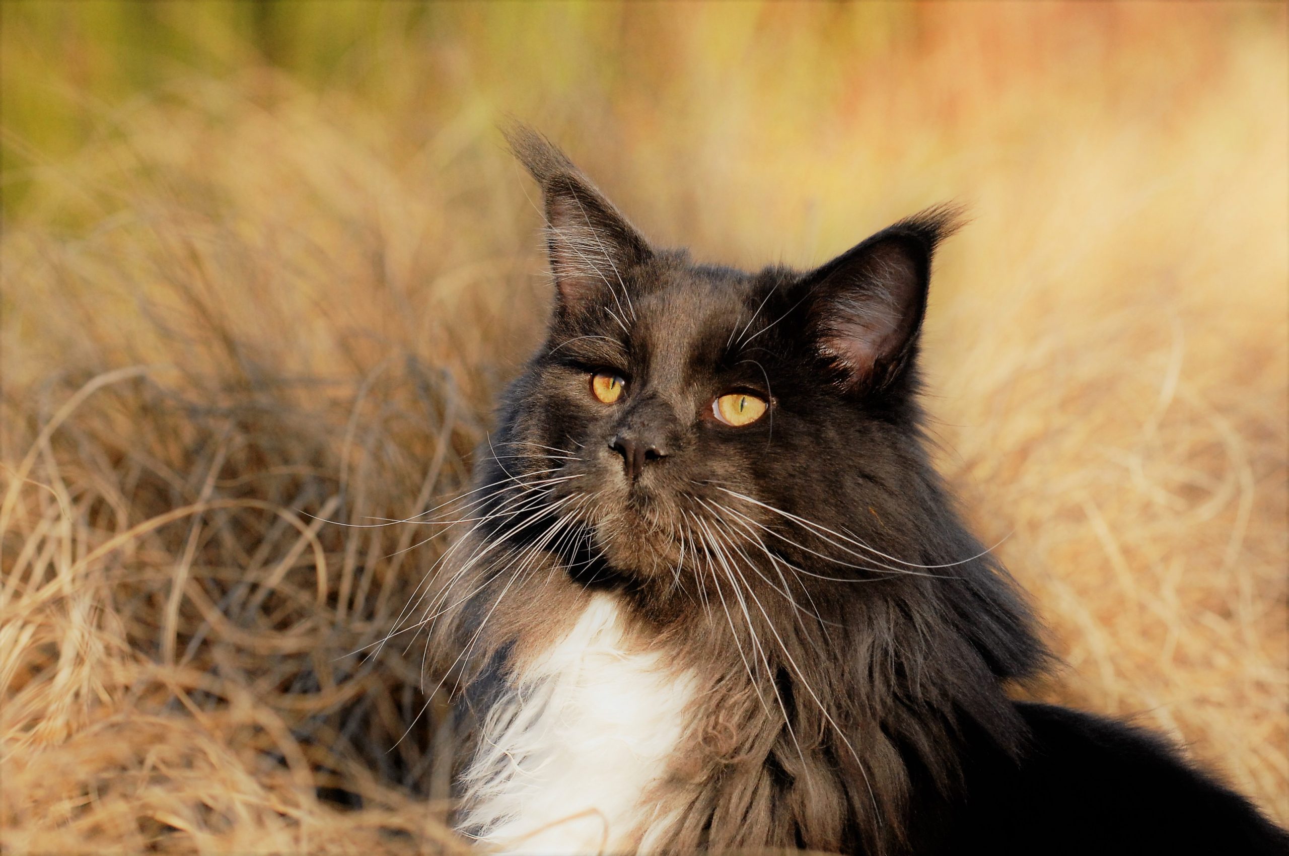 Impressionen Katzen