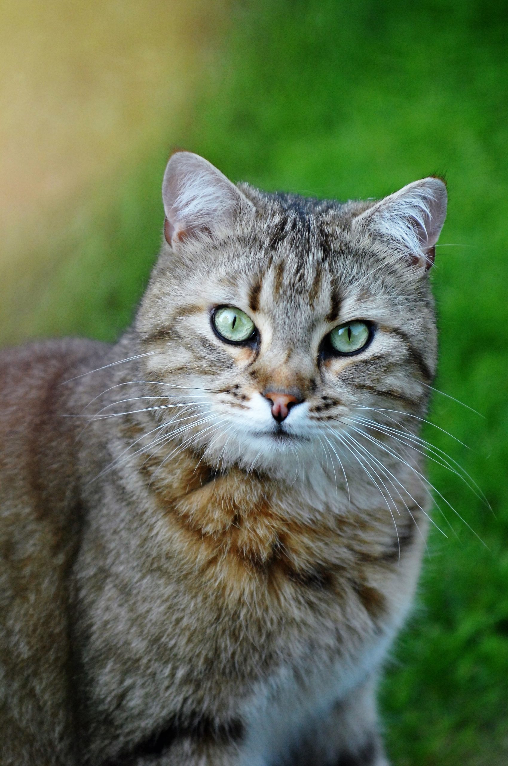 Impressionen Katzen