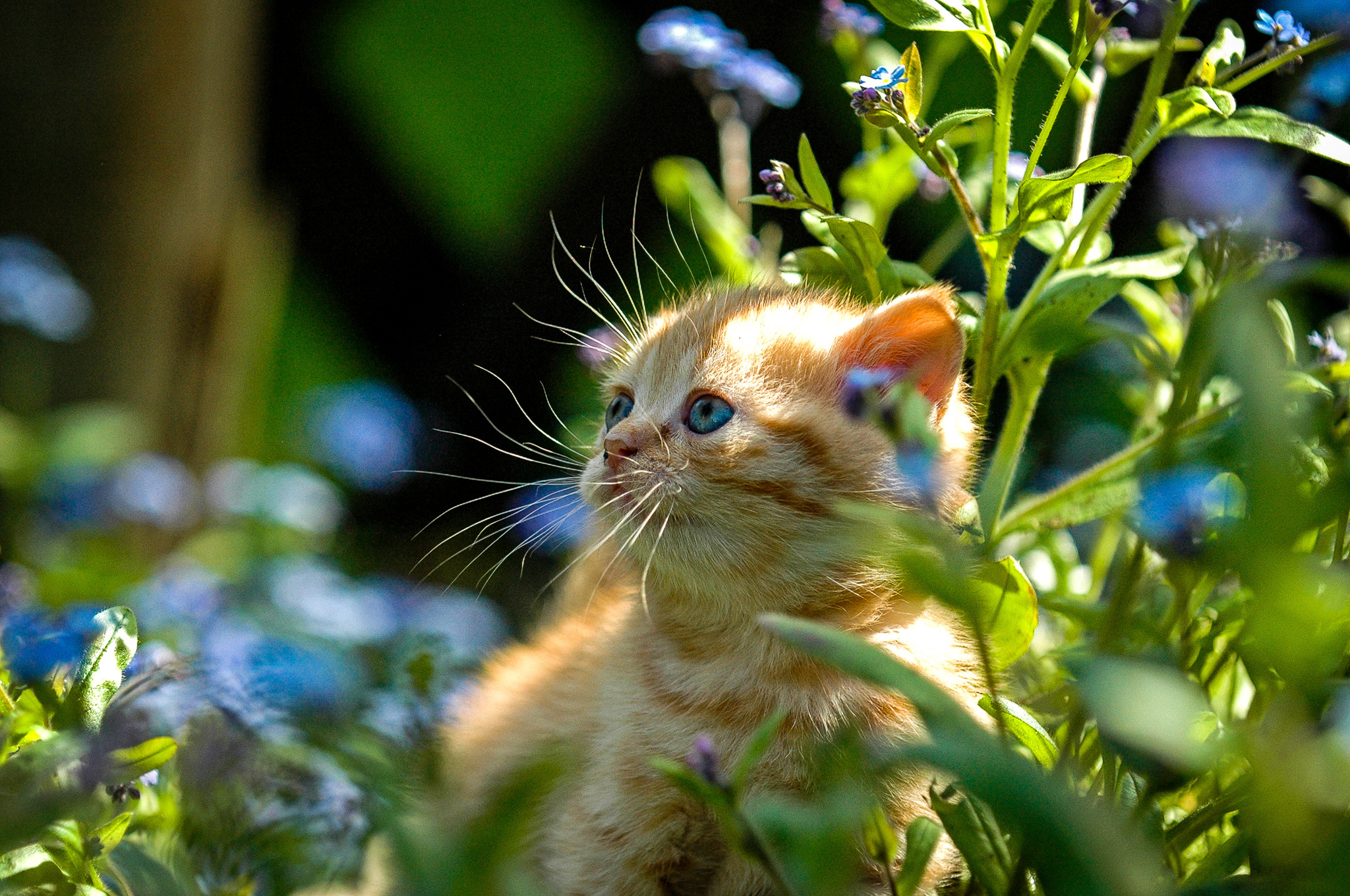 Impressionen Katzen