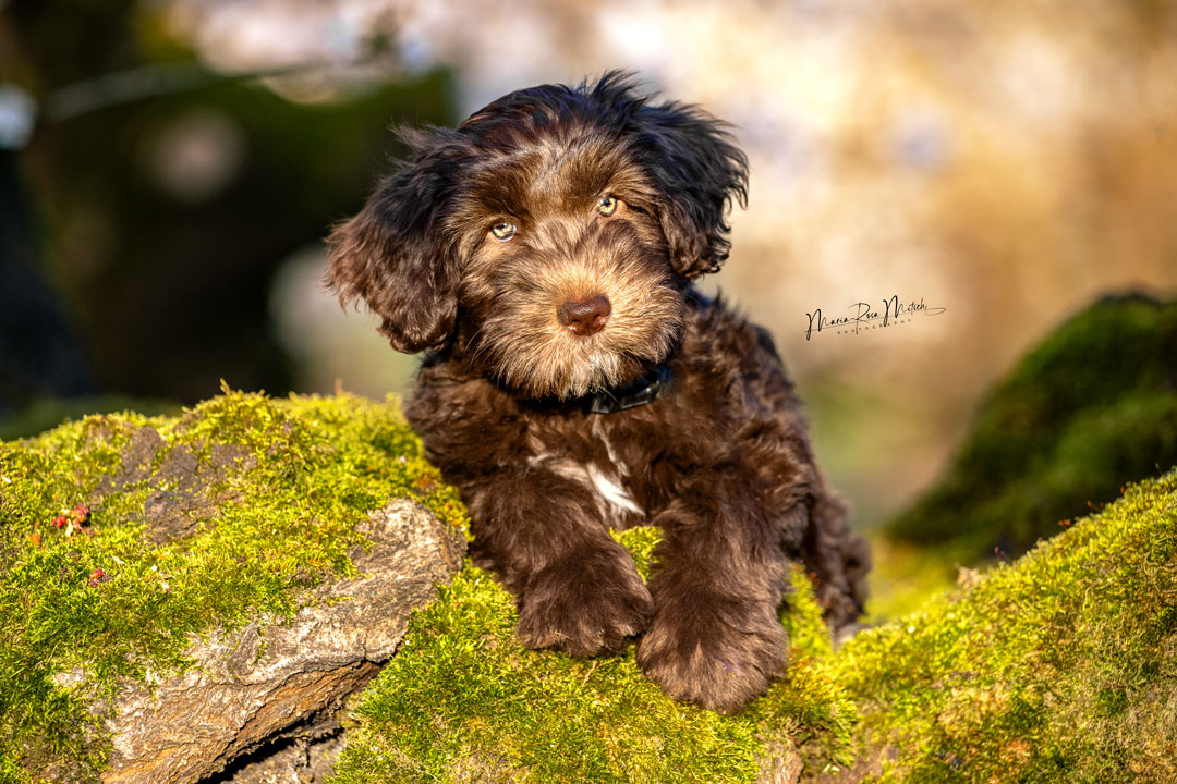Impressionen Hunde