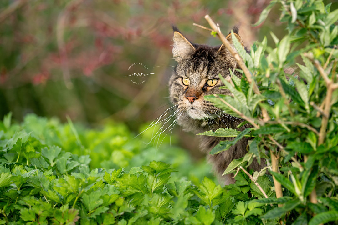 Impressionen Katzen