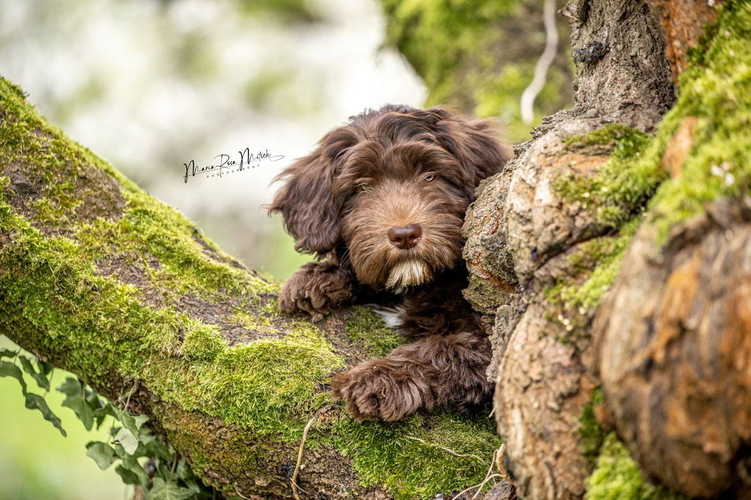 Impressionen Hunde