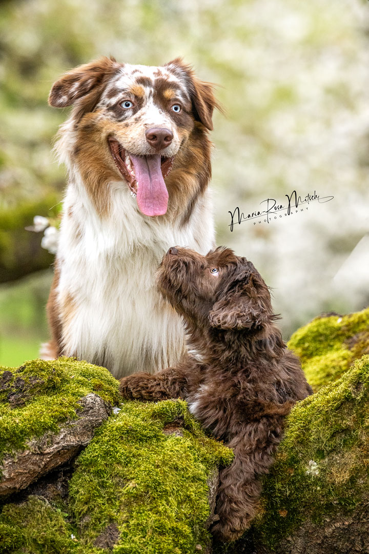 Impressionen Hunde