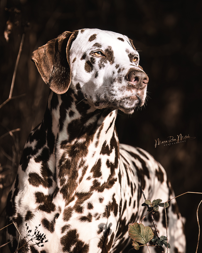 Impressionen Hunde