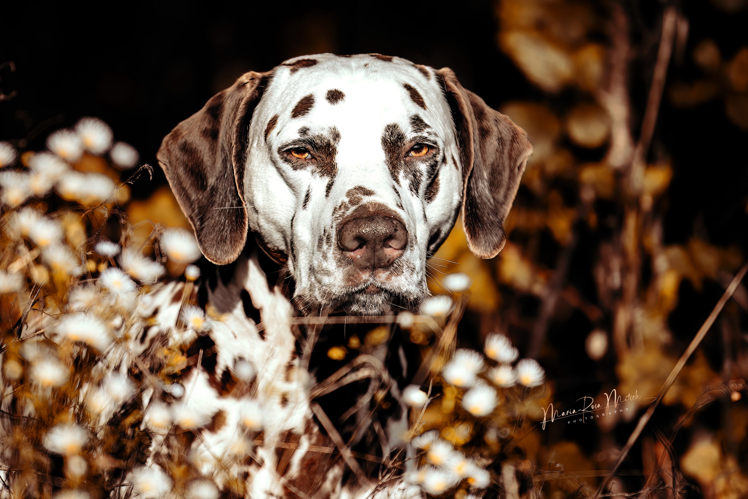 Impressionen Hunde