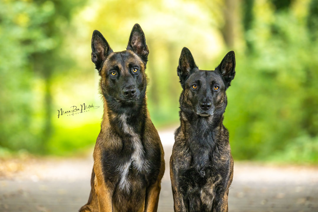 Impressionen Hunde