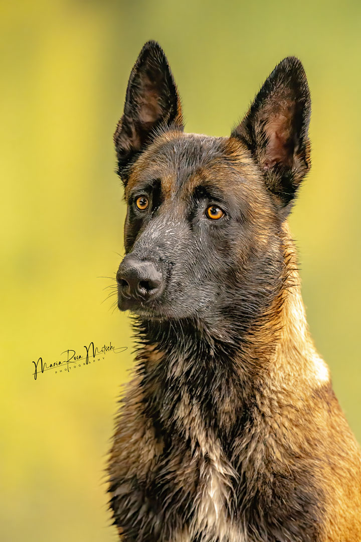 Impressionen Hunde