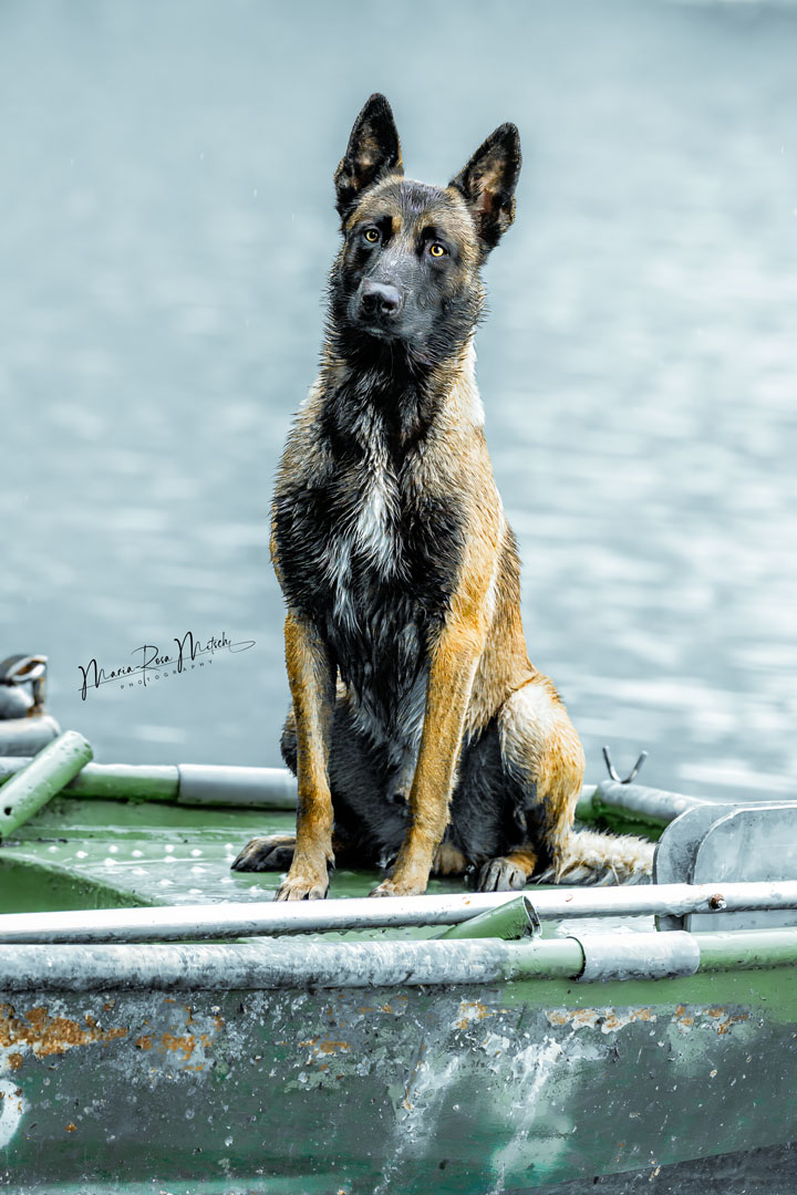 Impressionen Hunde