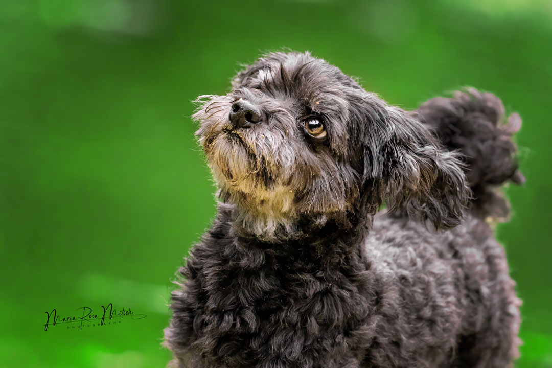 Impressionen Hunde