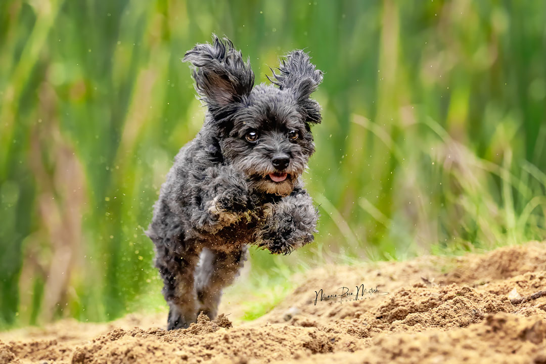 Impressionen Hunde