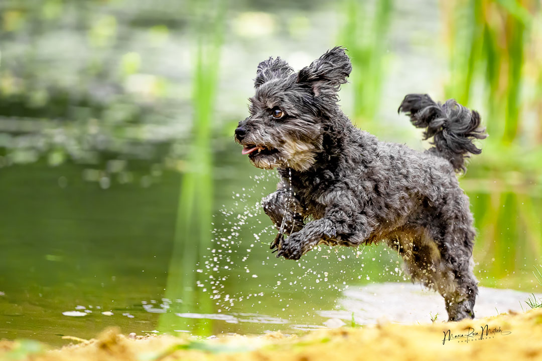 Impressionen Hunde