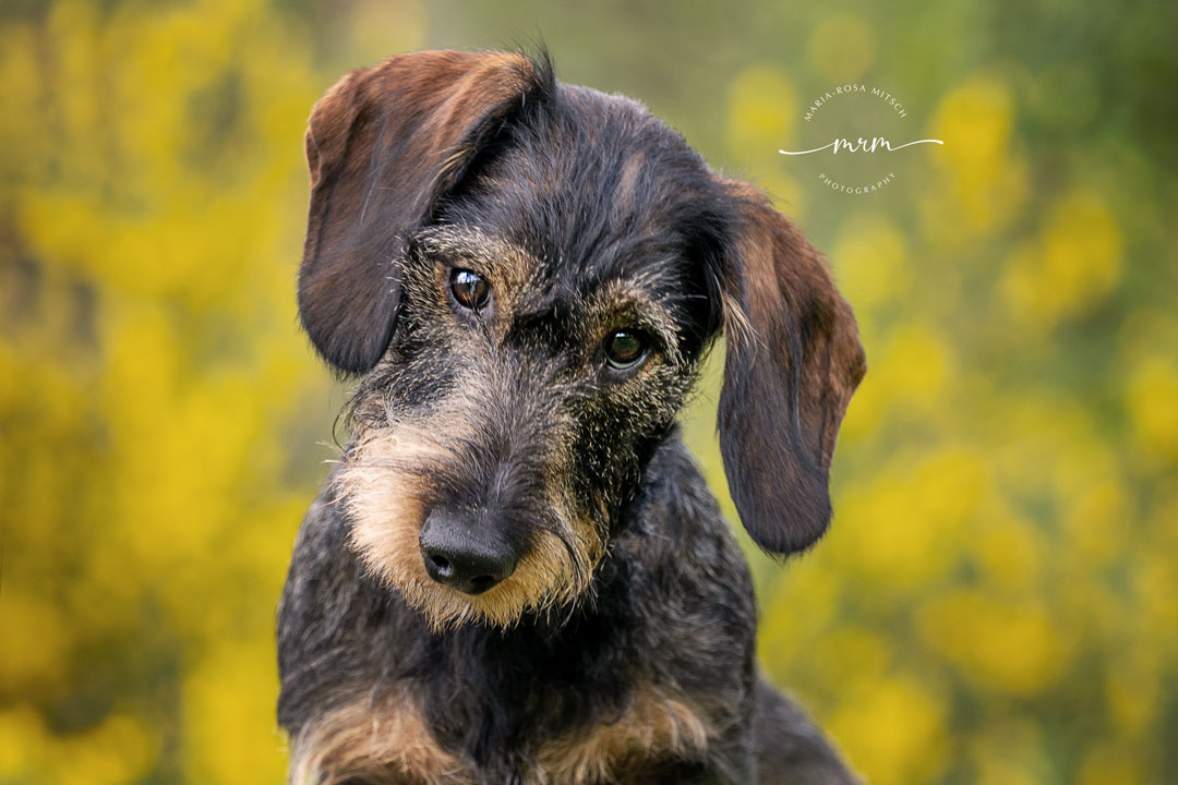 Impressionen Hunde