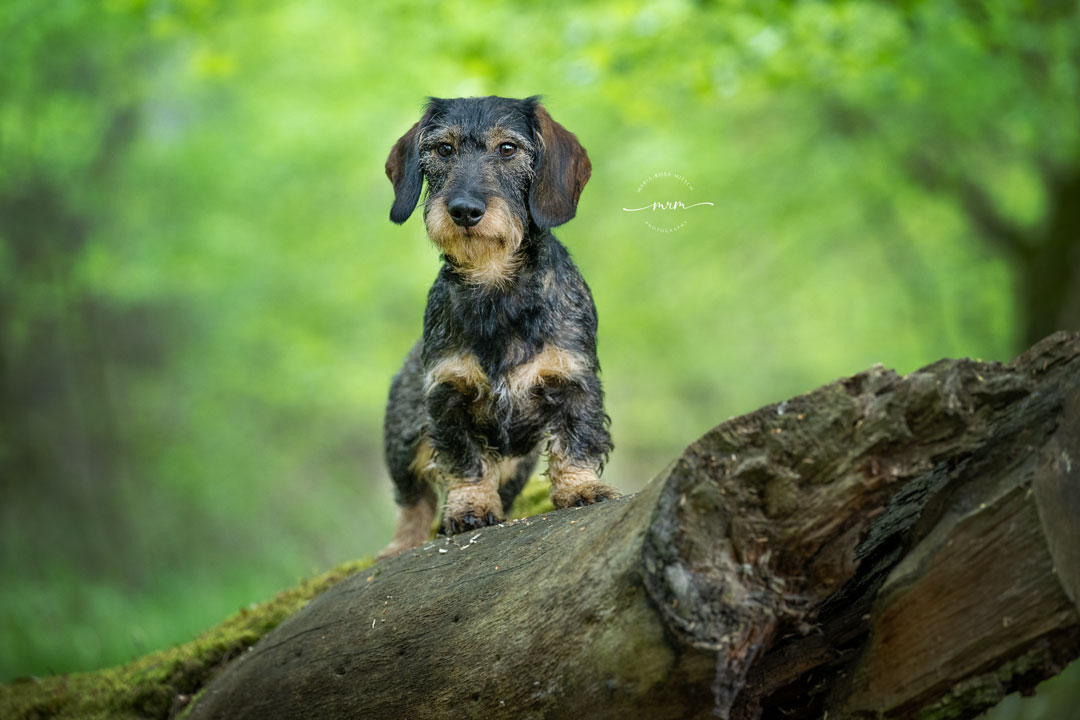 Impressionen Hunde