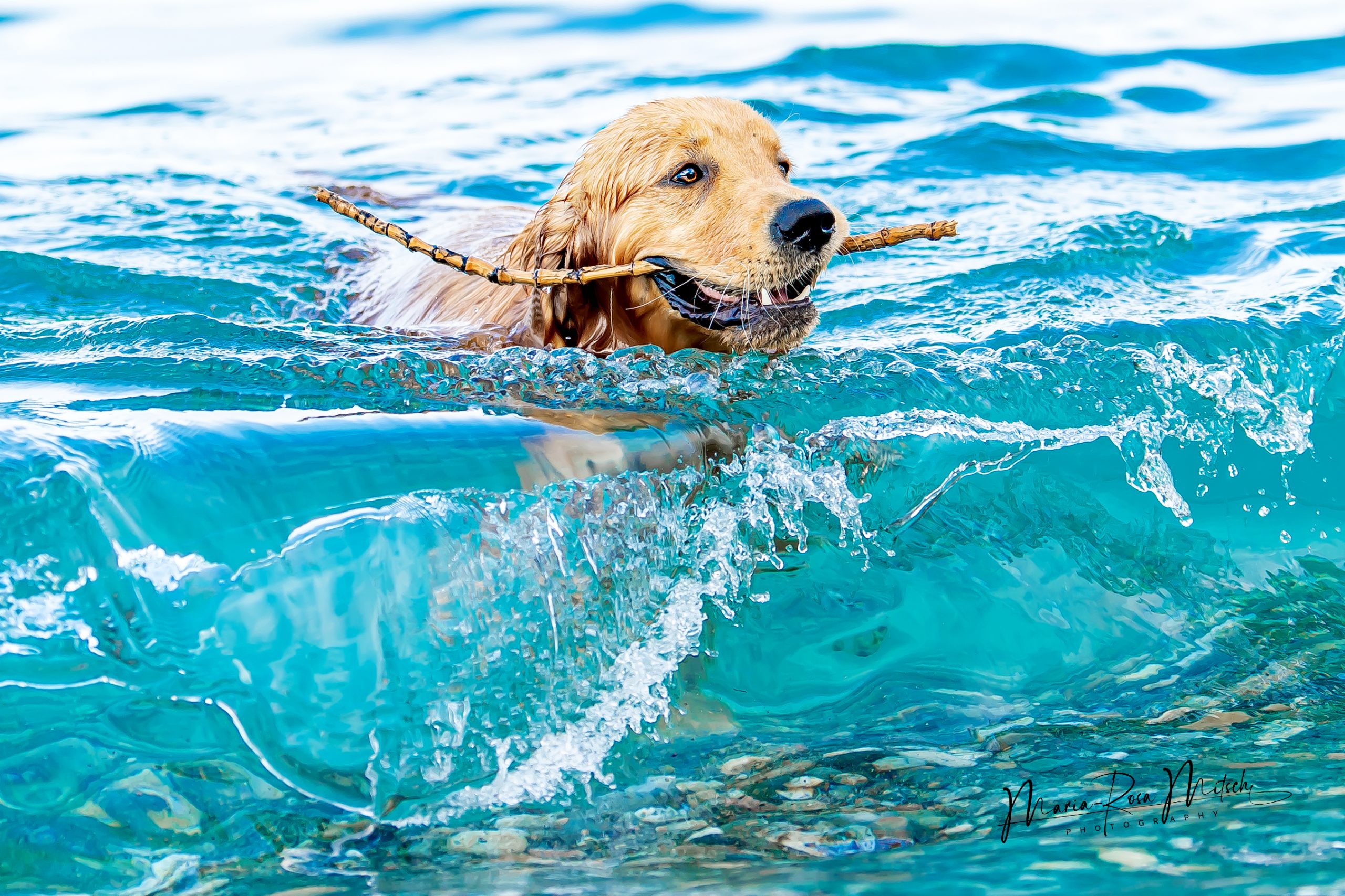 Impressionen Hunde