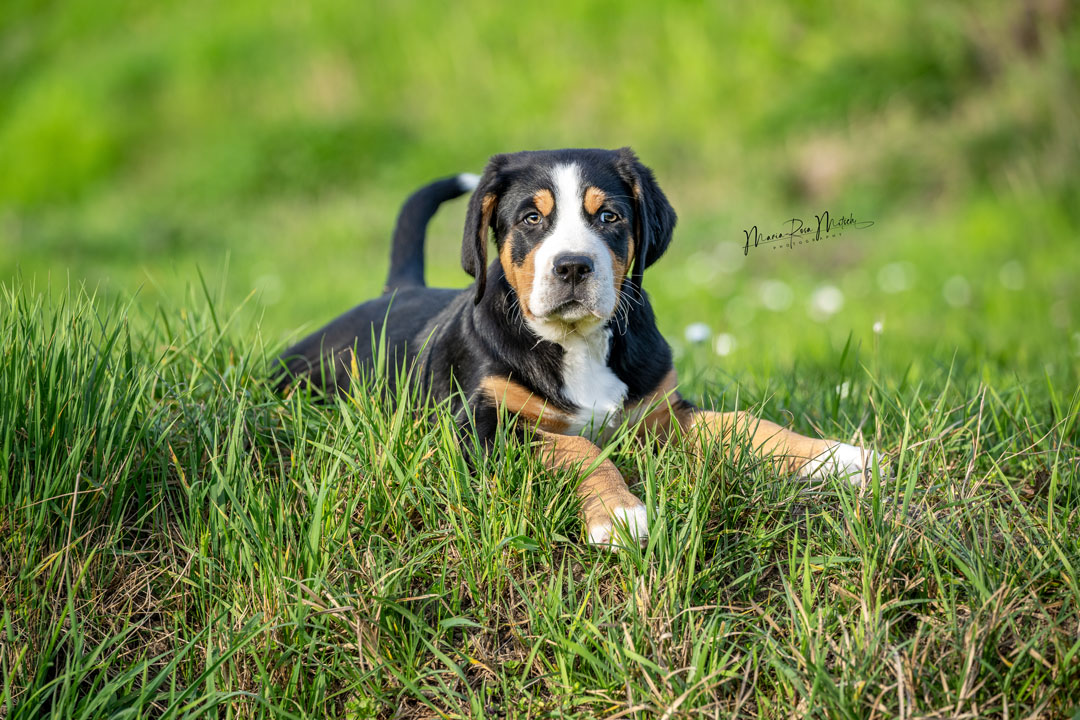 Impressionen Hunde