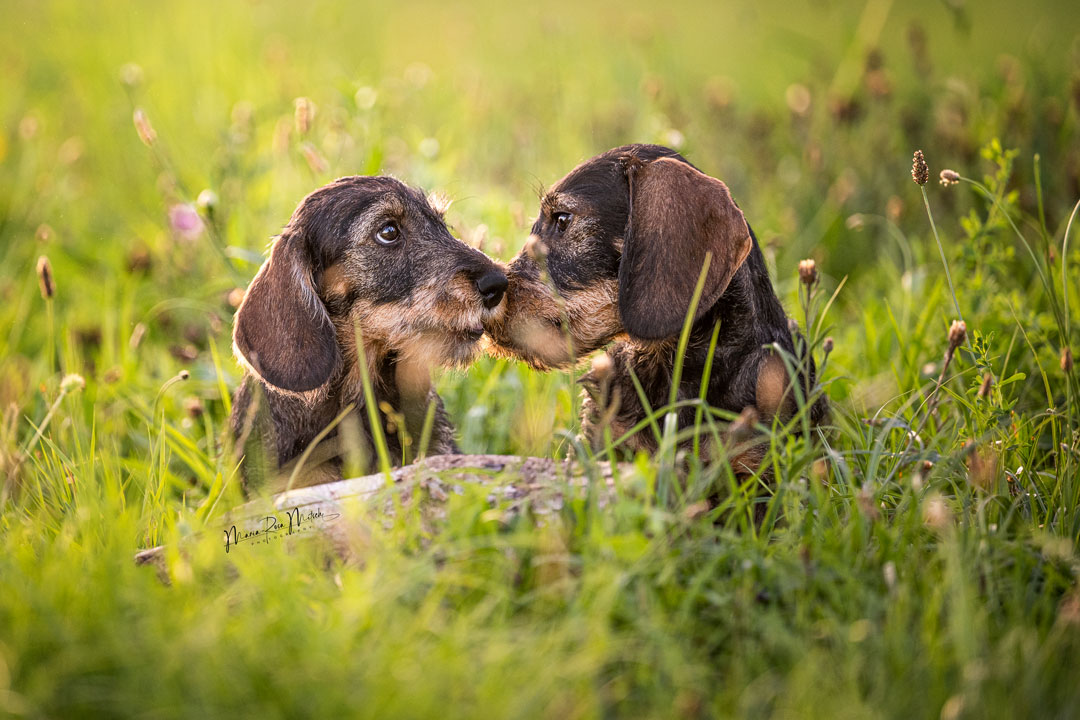 Impressionen Hunde