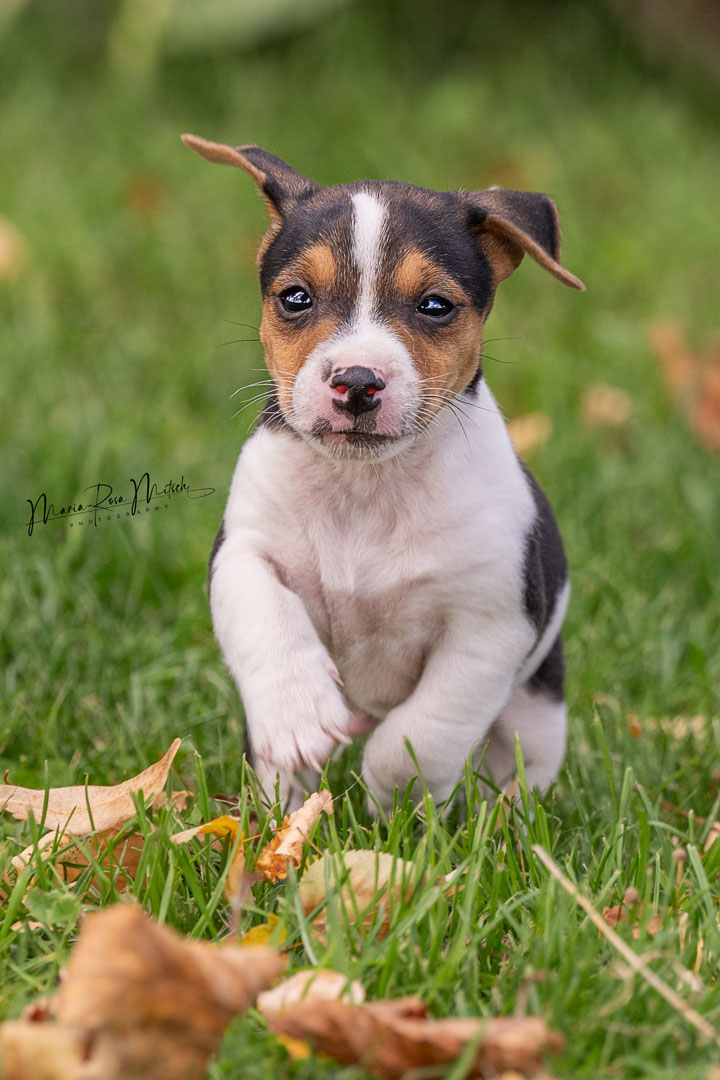 Impressionen Hunde