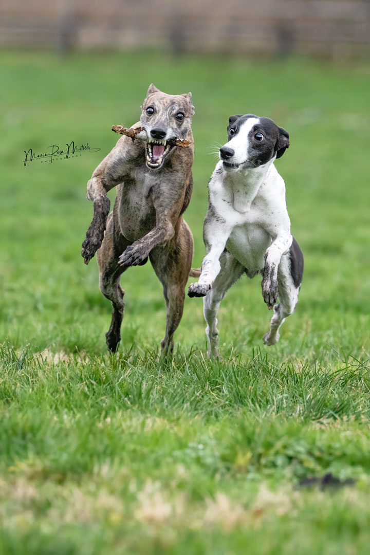 Impressionen Hunde