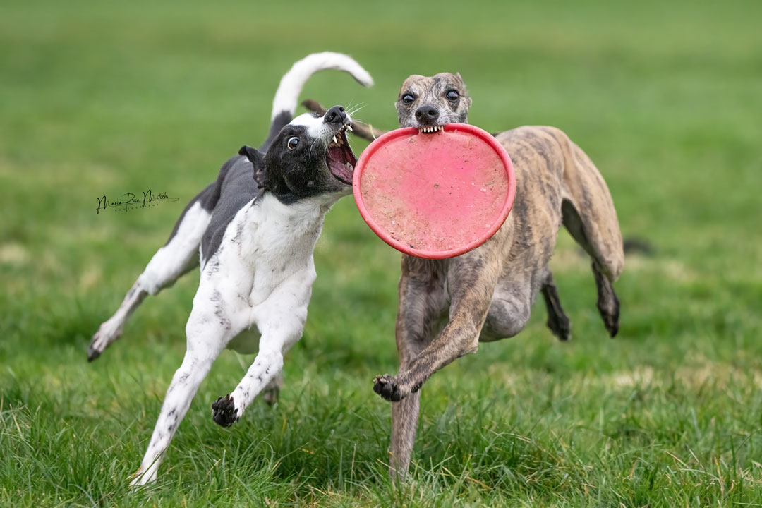 Impressionen Hunde