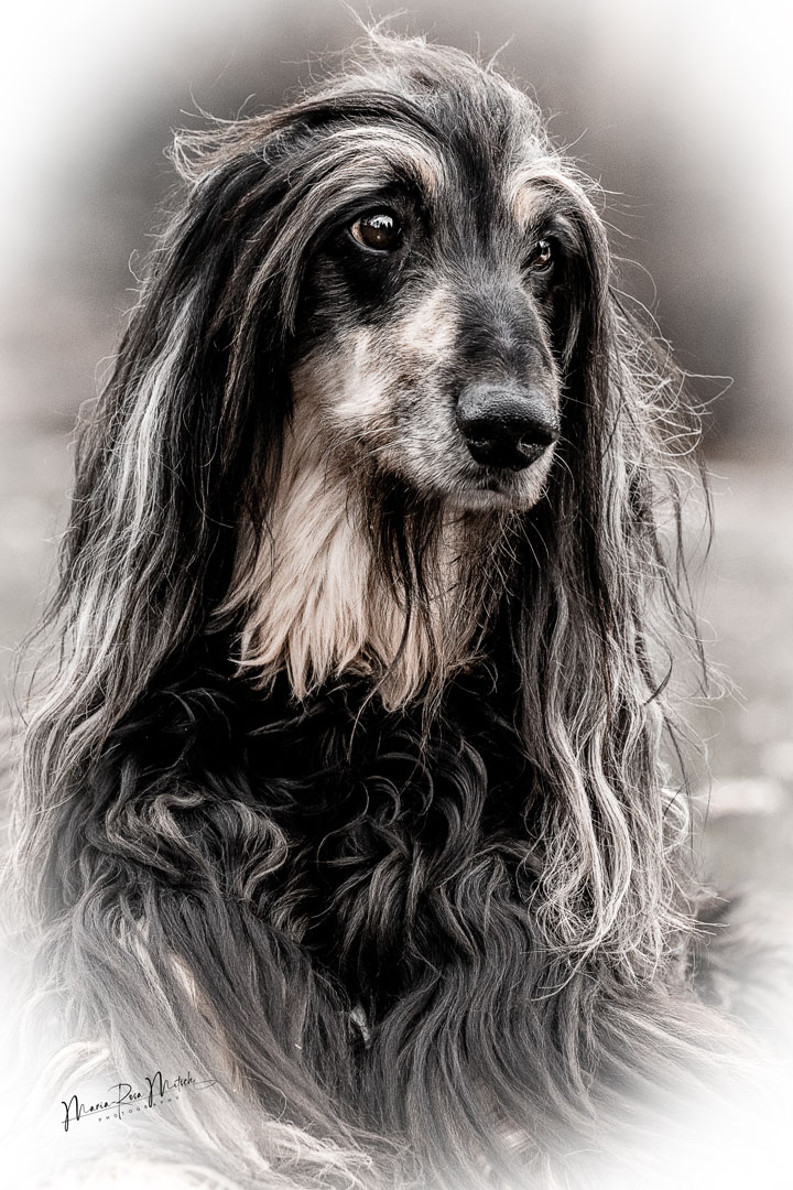 Impressionen Hunde
