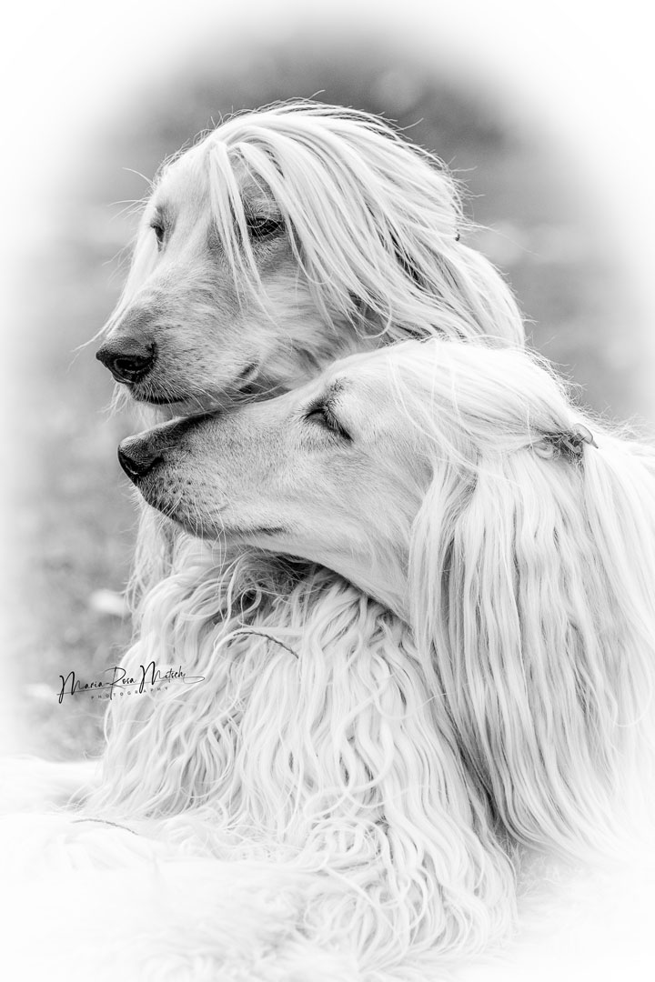 Impressionen Hunde