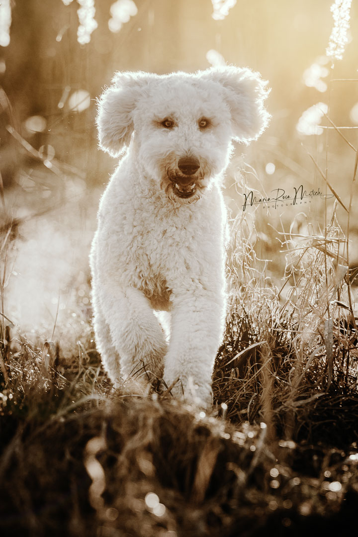 Impressionen Hunde