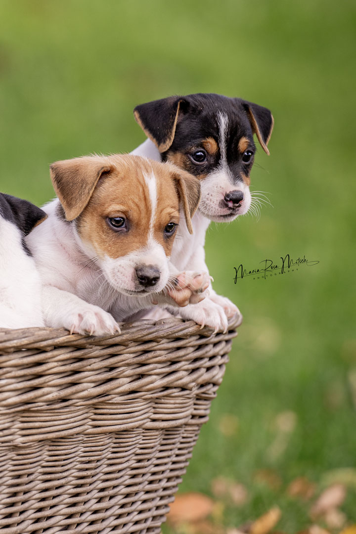 Impressionen Hunde