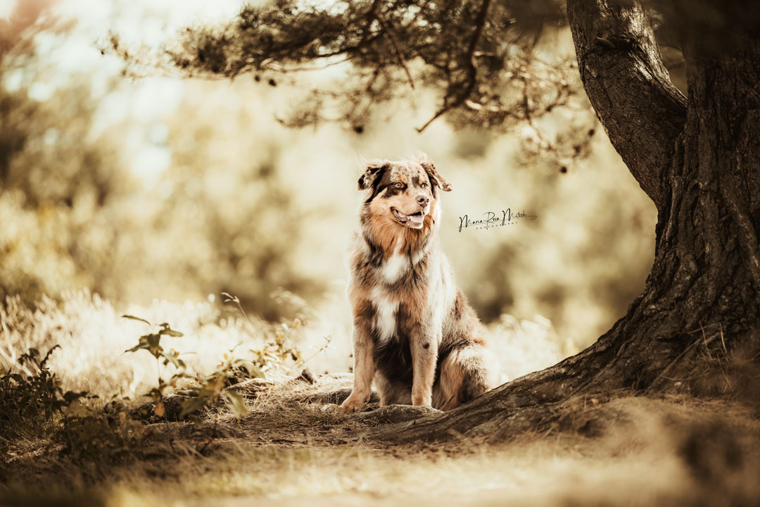 Impressionen Hunde