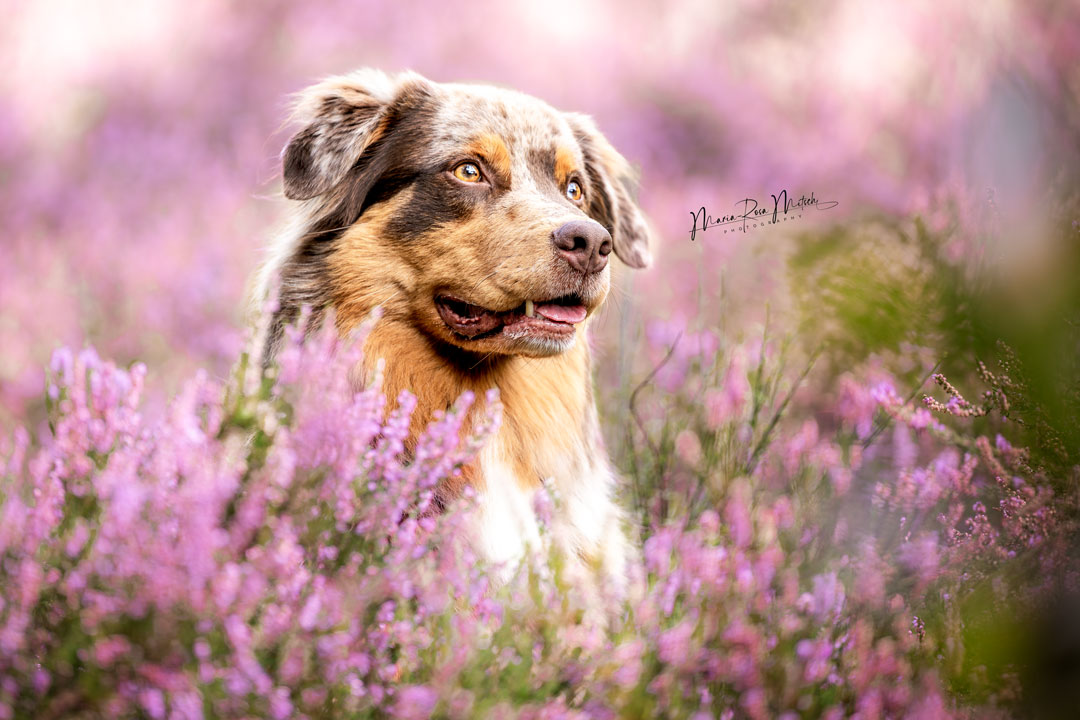 Impressionen Hunde
