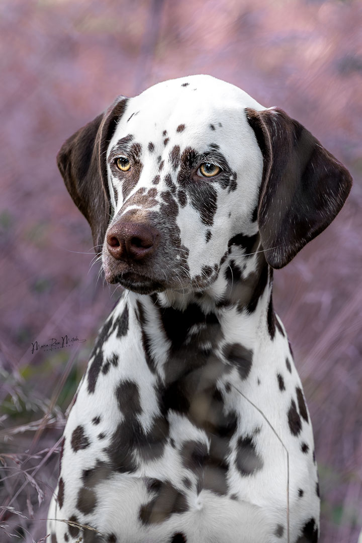 Impressionen Hunde