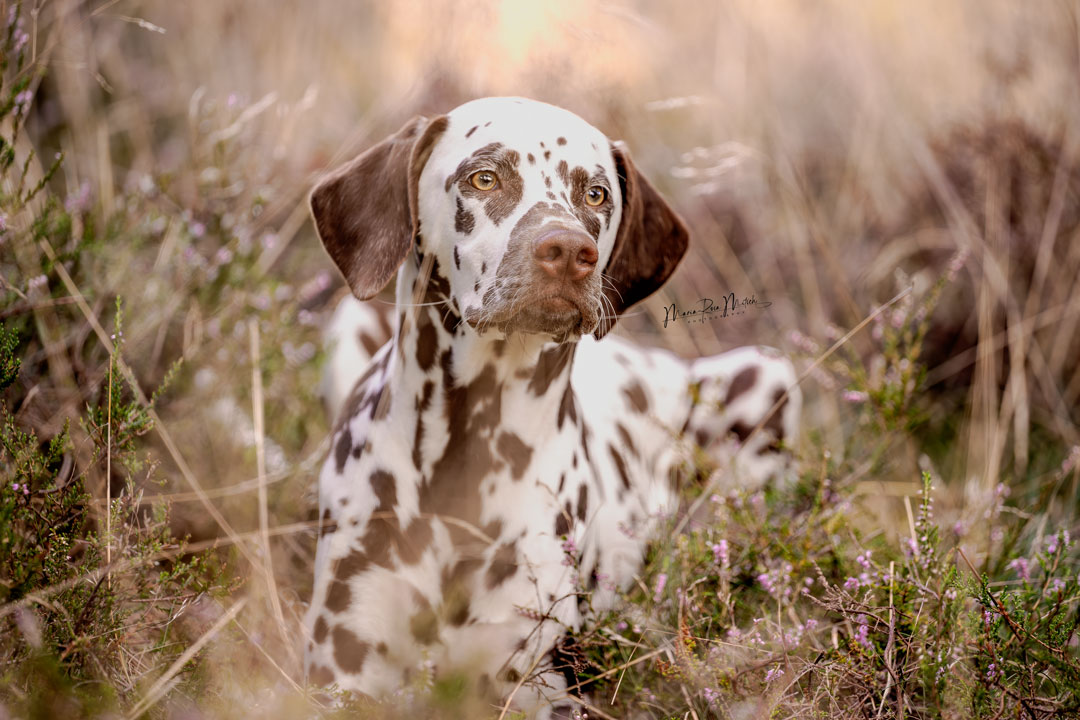Impressionen Hunde
