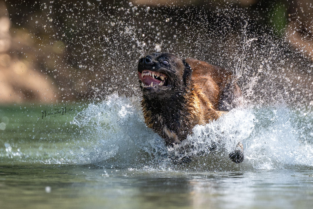 Impressionen Hunde