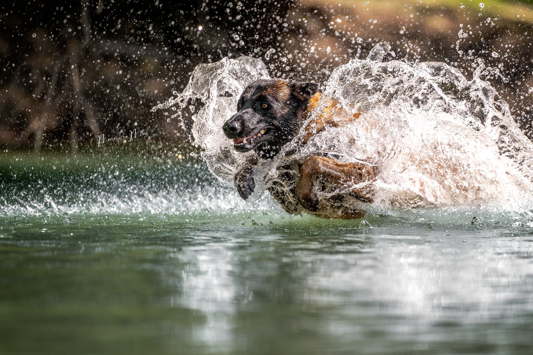Impressionen Hunde