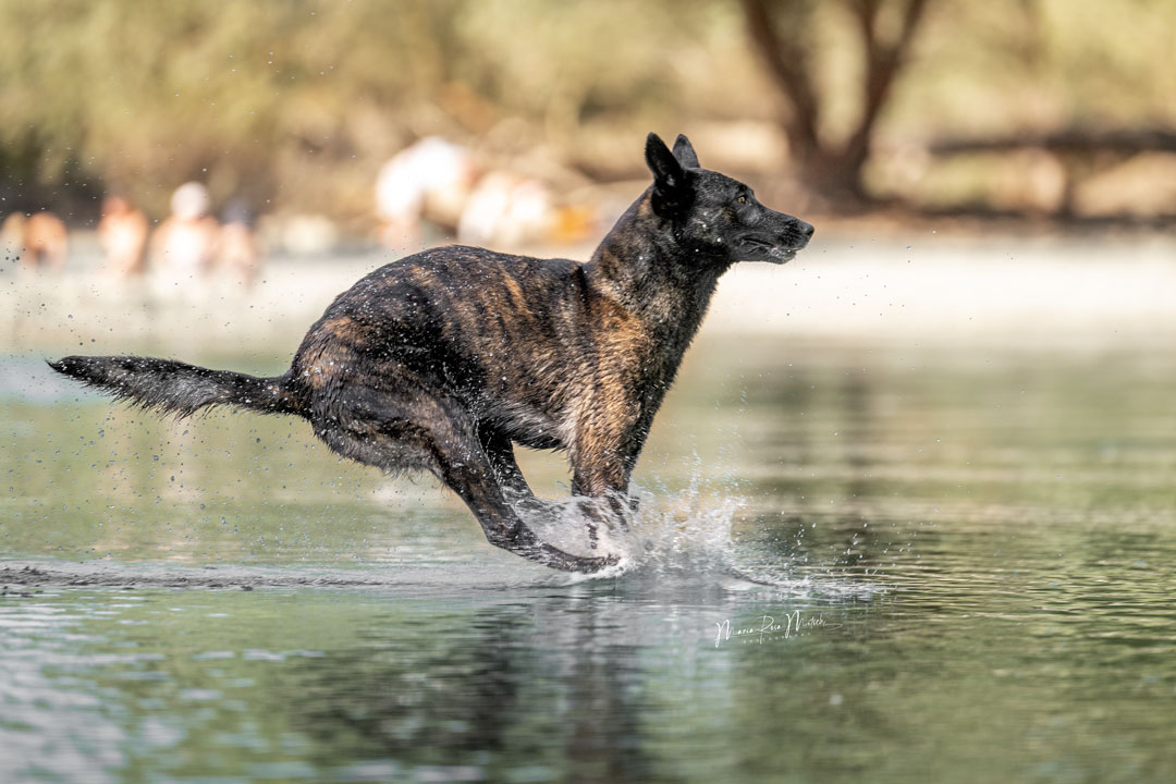 Impressionen Hunde