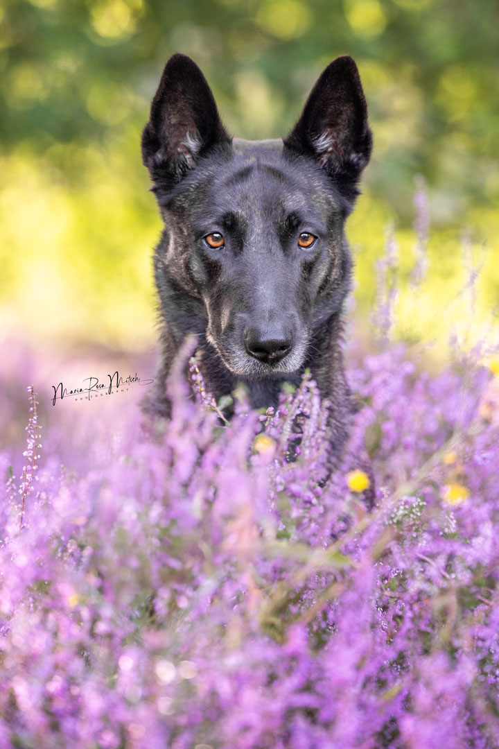 Impressionen Hunde