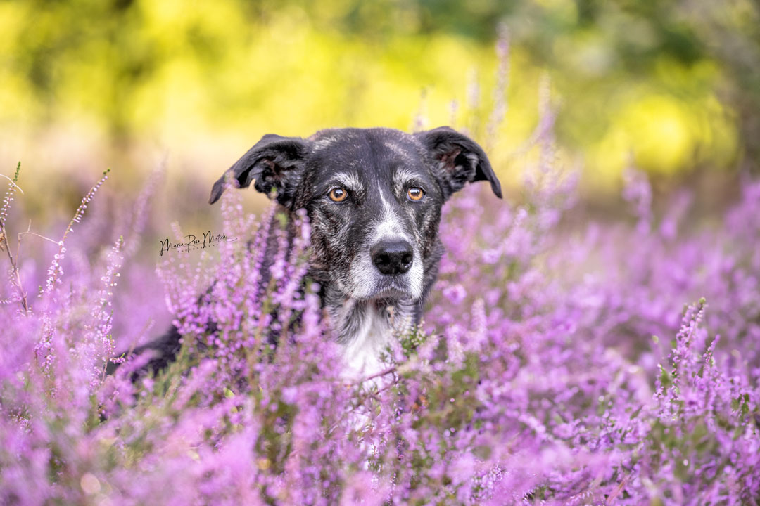 Impressionen Hunde