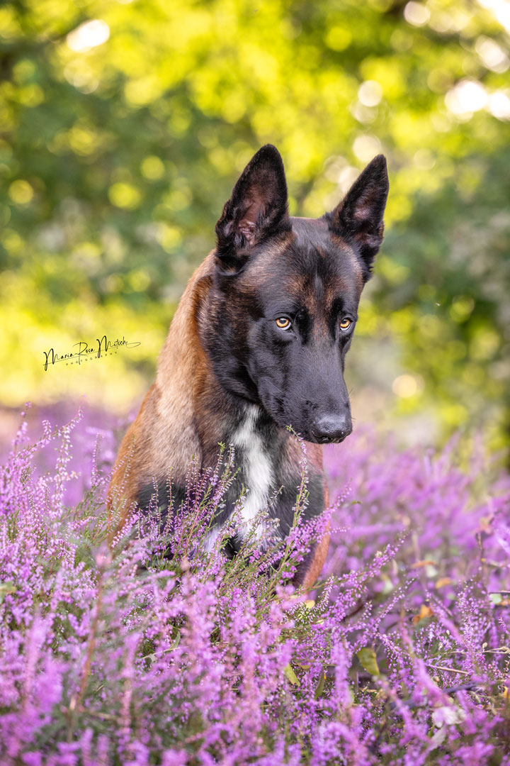 Impressionen Hunde