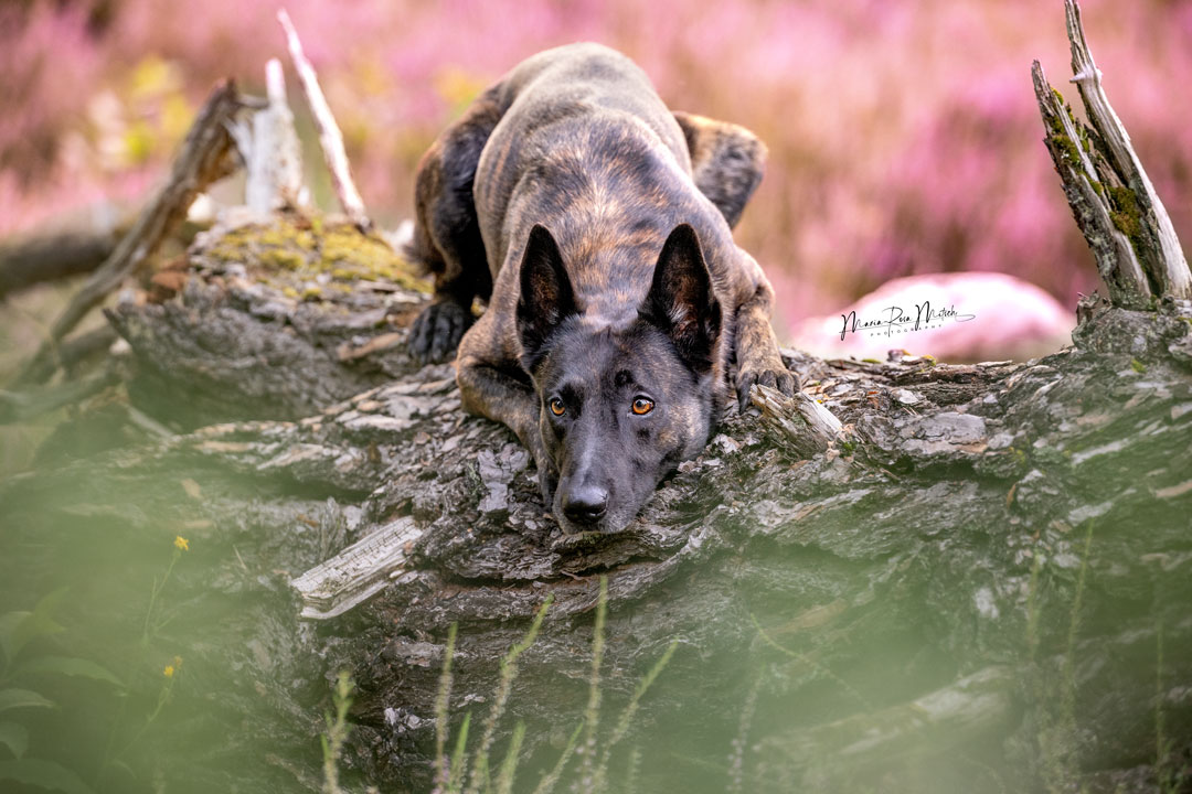 Impressionen Hunde